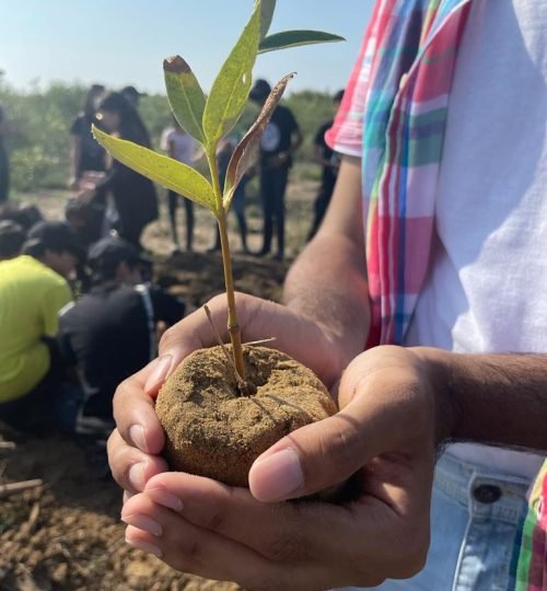 Mangrove Conservation