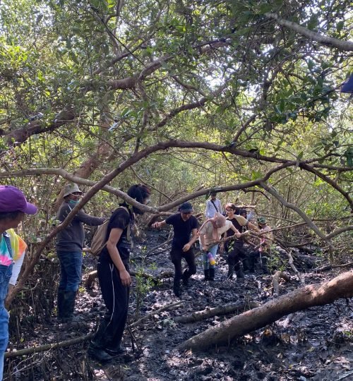 Mangrove Conservation